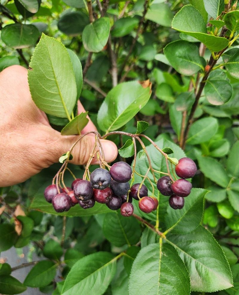 Aronia
