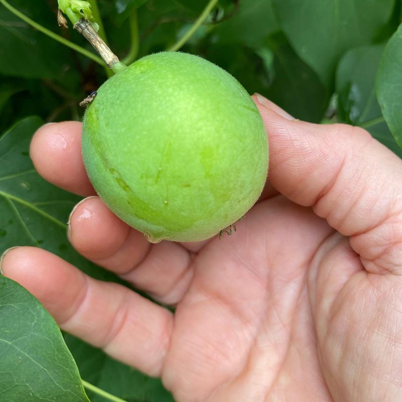 Maypop Passion Fruit - Tennessee Native