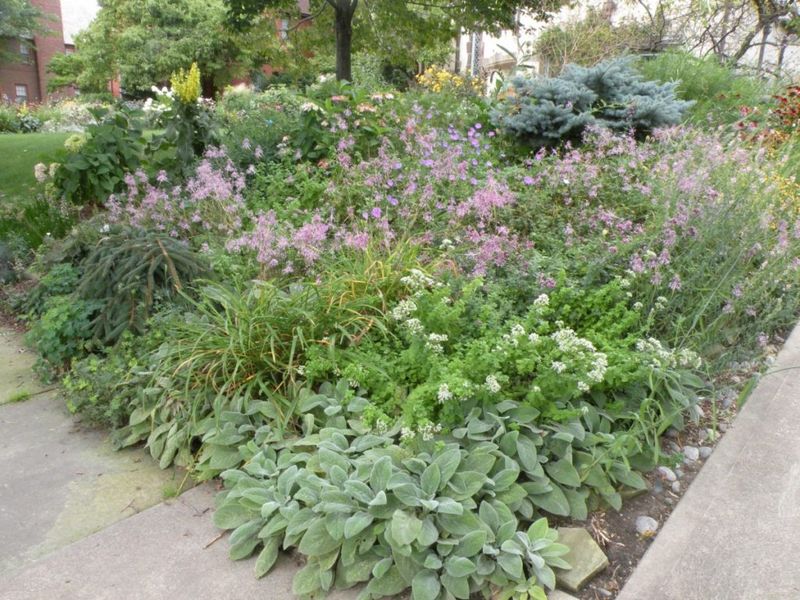Perennial Herbs