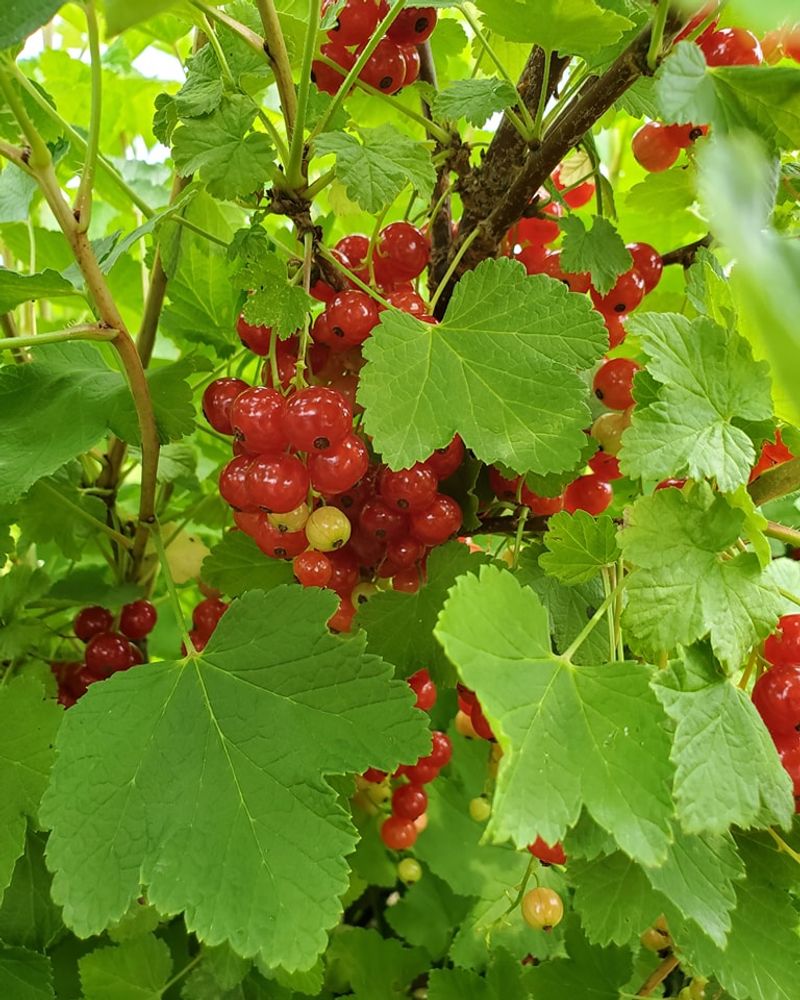 Red Currant