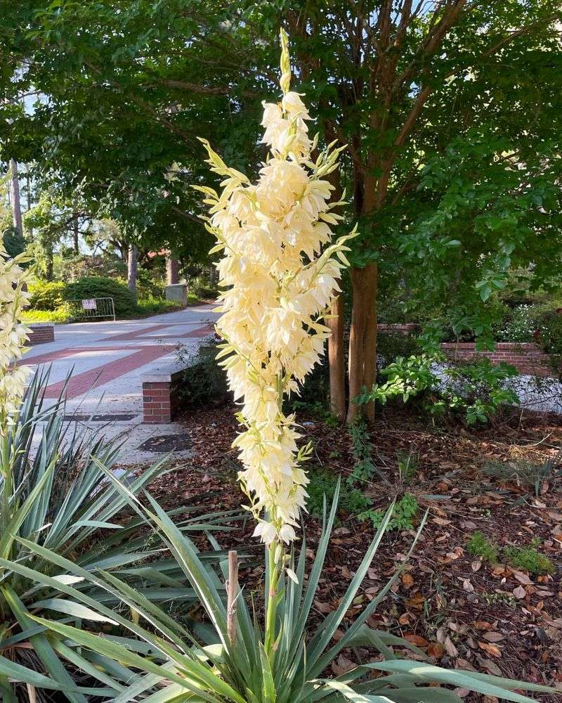 Yucca: Dramatic Desert Spires