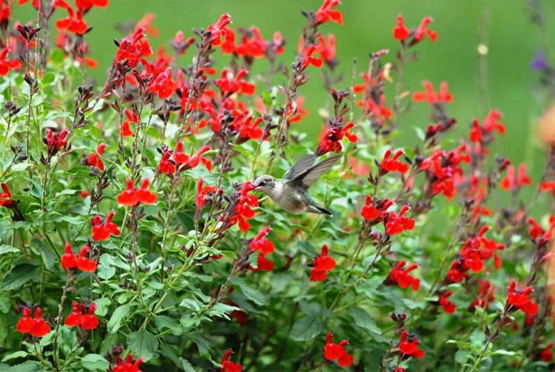 Autumn Sage
