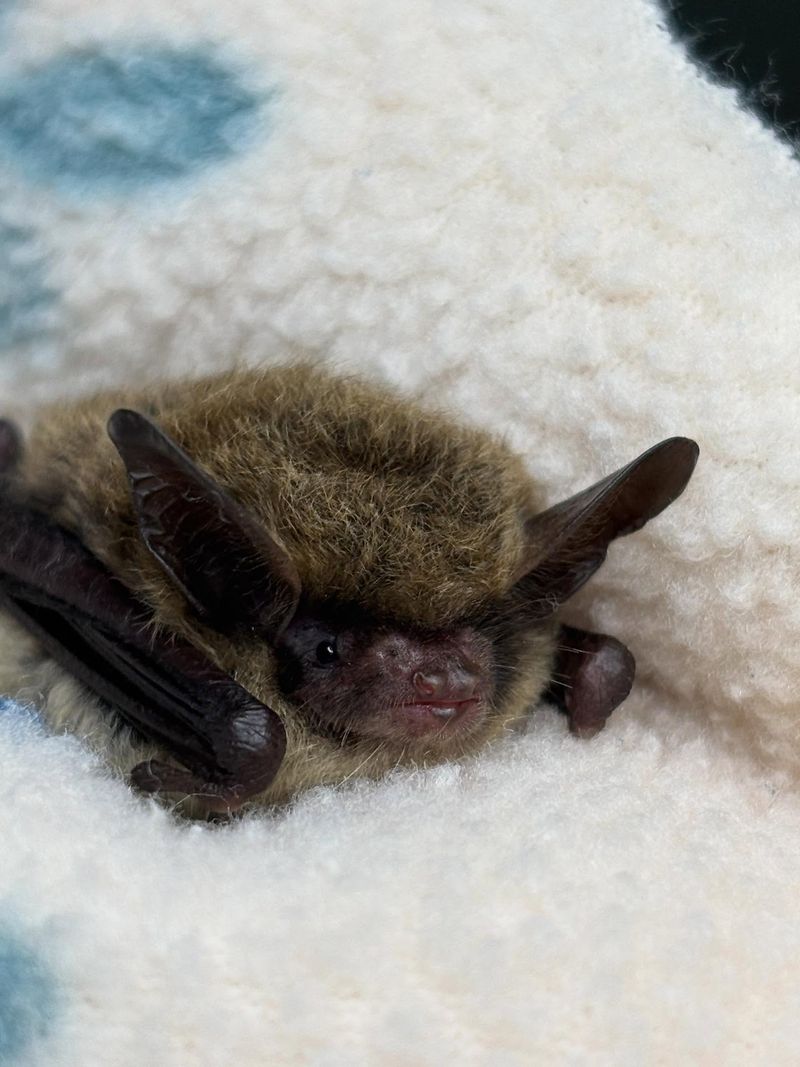 Indiana Bat
