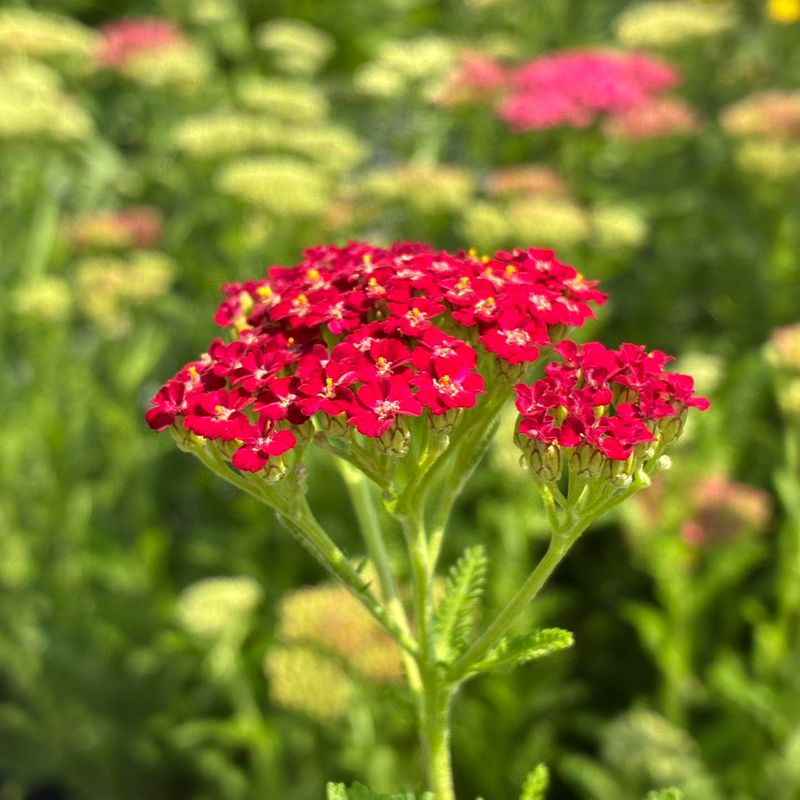 Yarrow (Achillea millefolium)