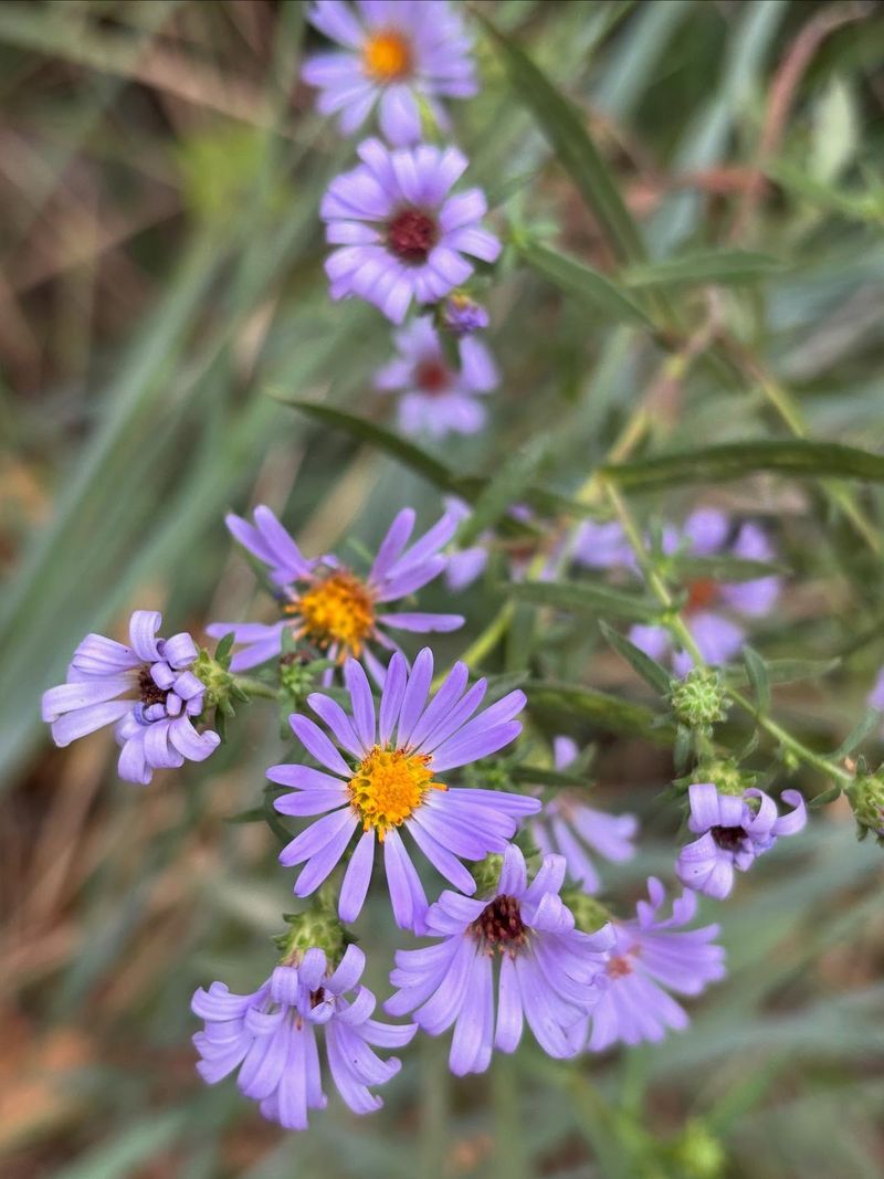 Aster (Symphyotrichum chilense)