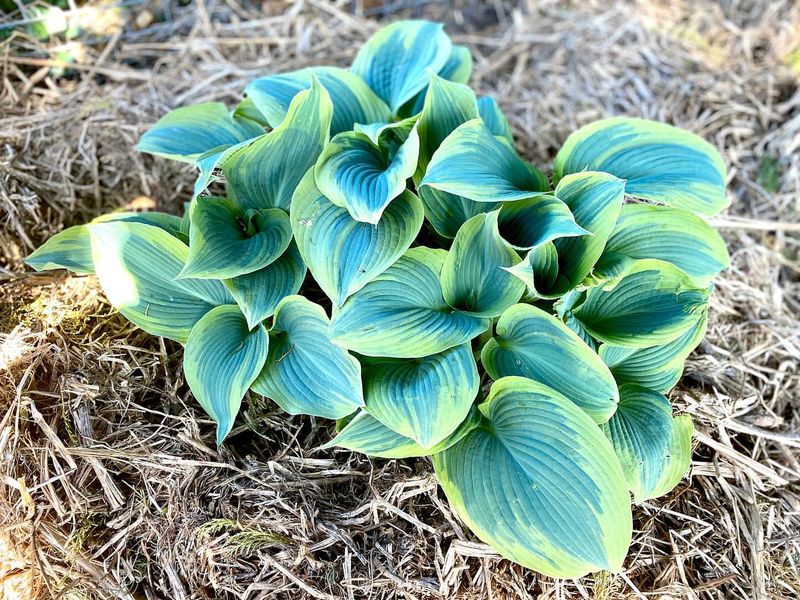 Hosta
