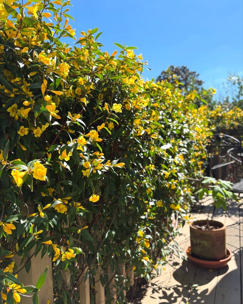 Carolina Jessamine