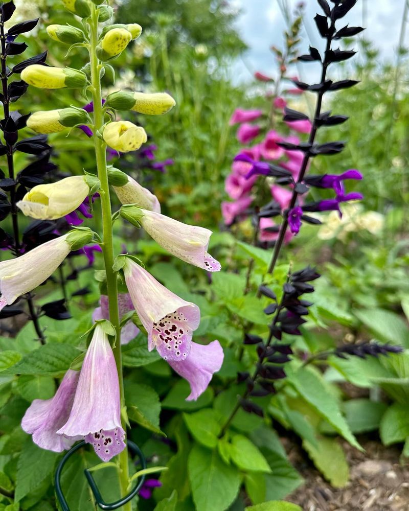 Foxgloves Fade Away