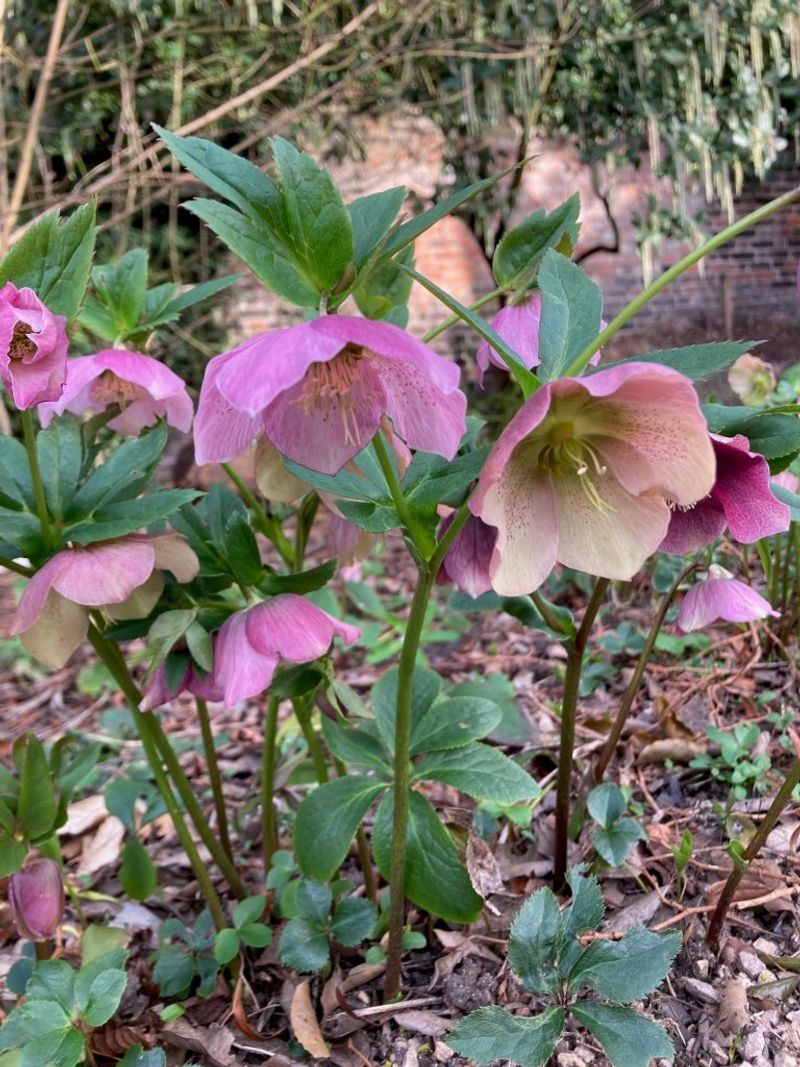 Lenten Hellebore: Frost-Defying Elegance