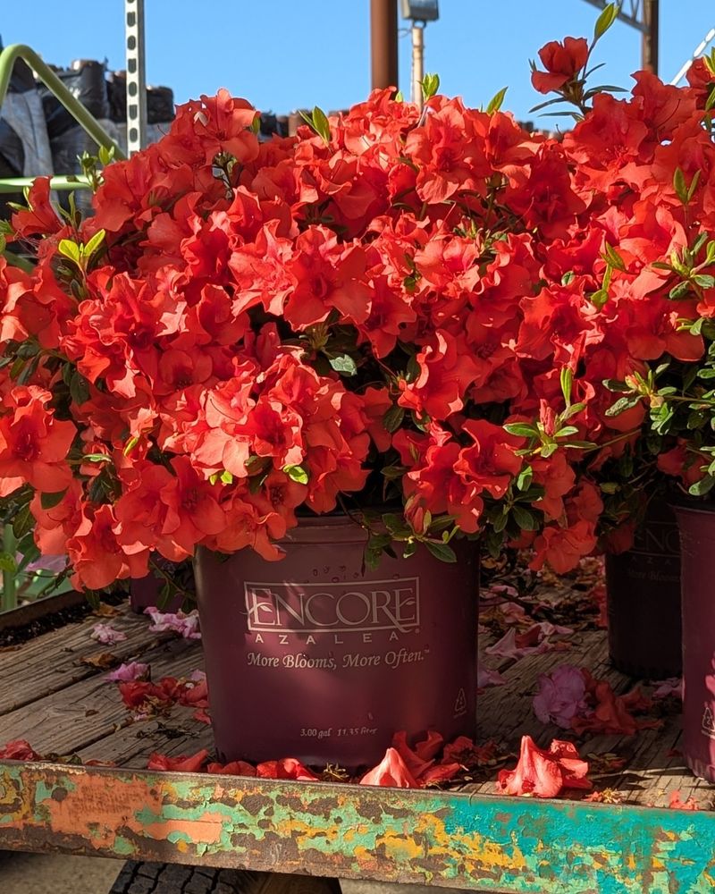 Encore Autumn Sangria