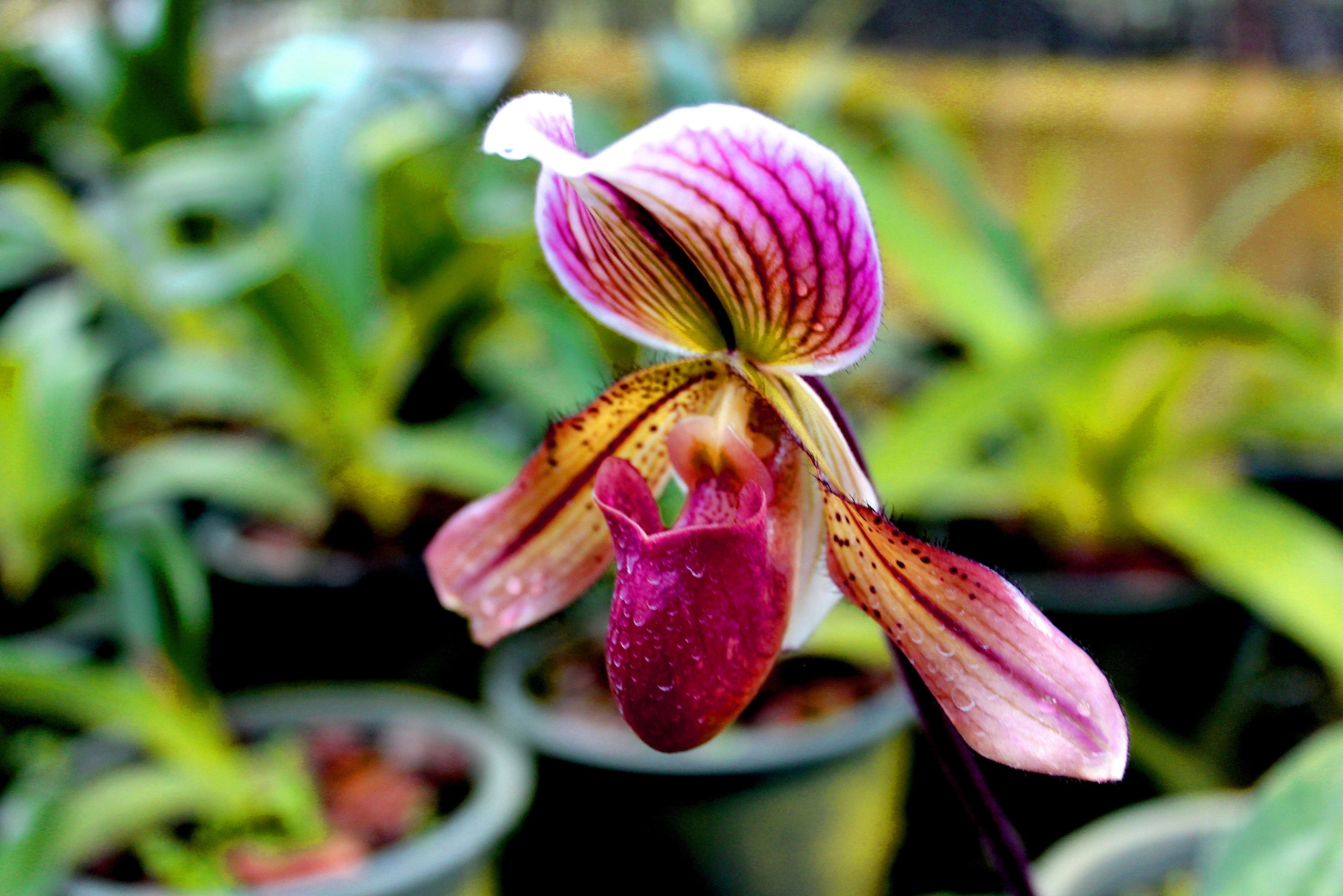 Blooming Plants That Flourish In Kentucky’s Humid Subtropical Climate