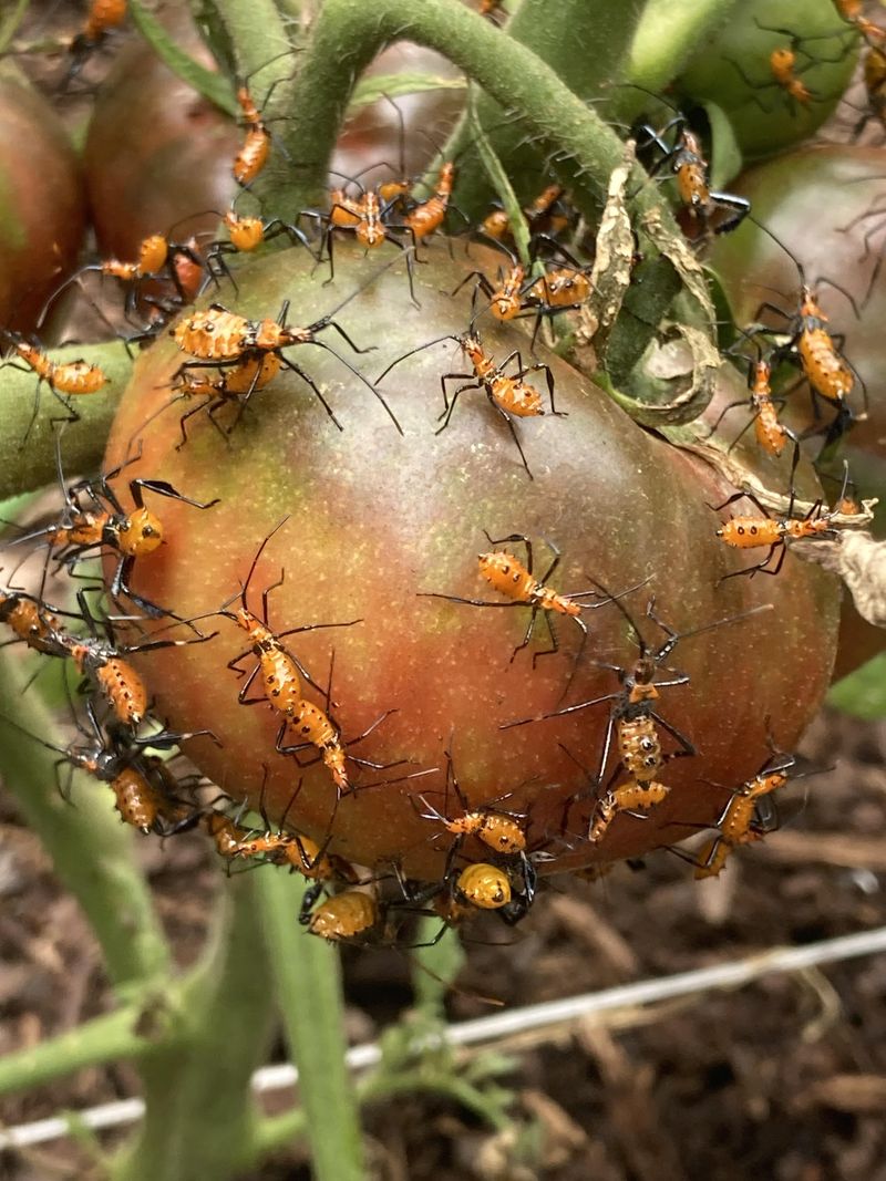 Pest Takeover