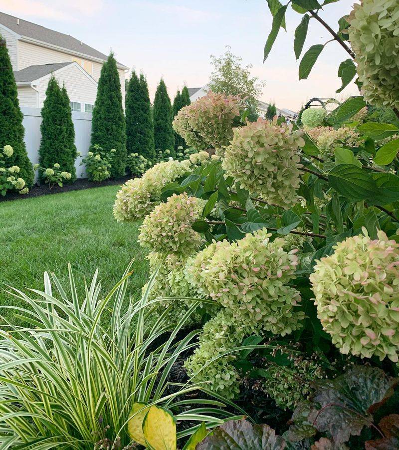 Little Lime Hydrangea