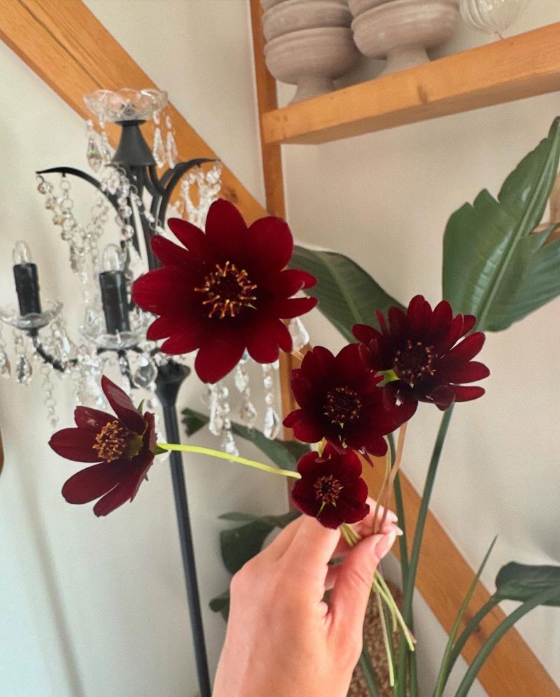 Chocolate Flower