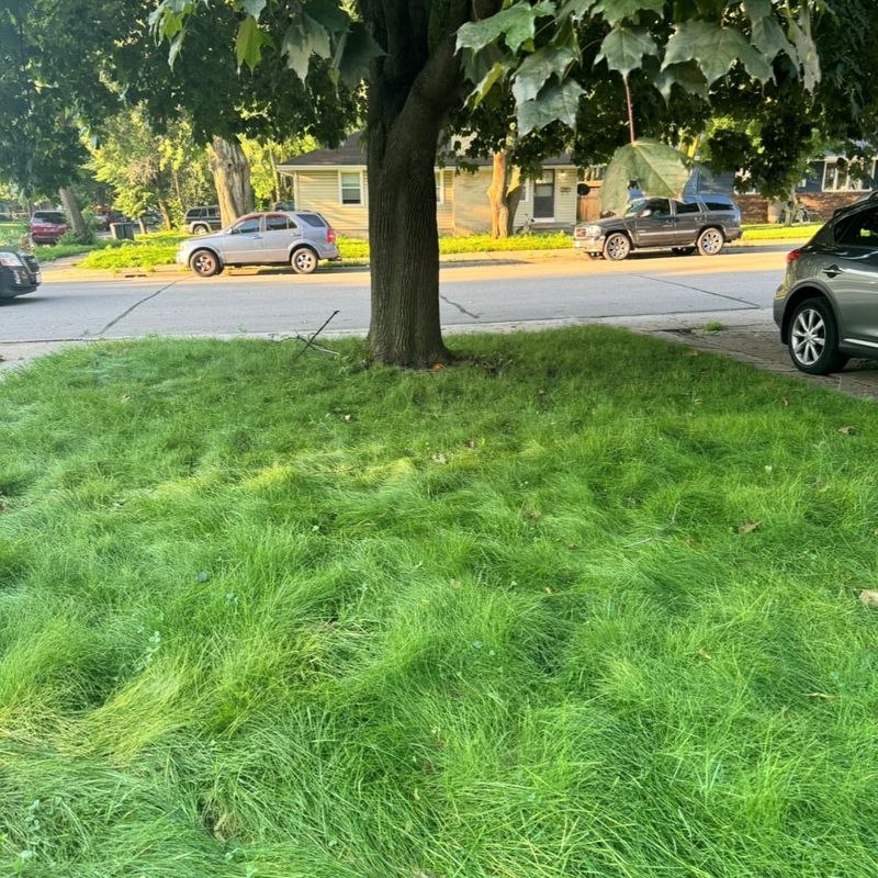 Eco-Lawn Seed Mix