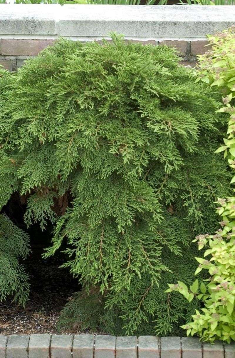 Russian Cypress (Microbiota decussata)