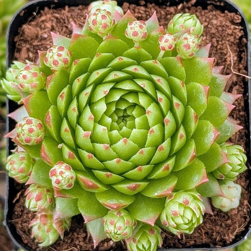 Tricolor Sedum - The Painted Succulent