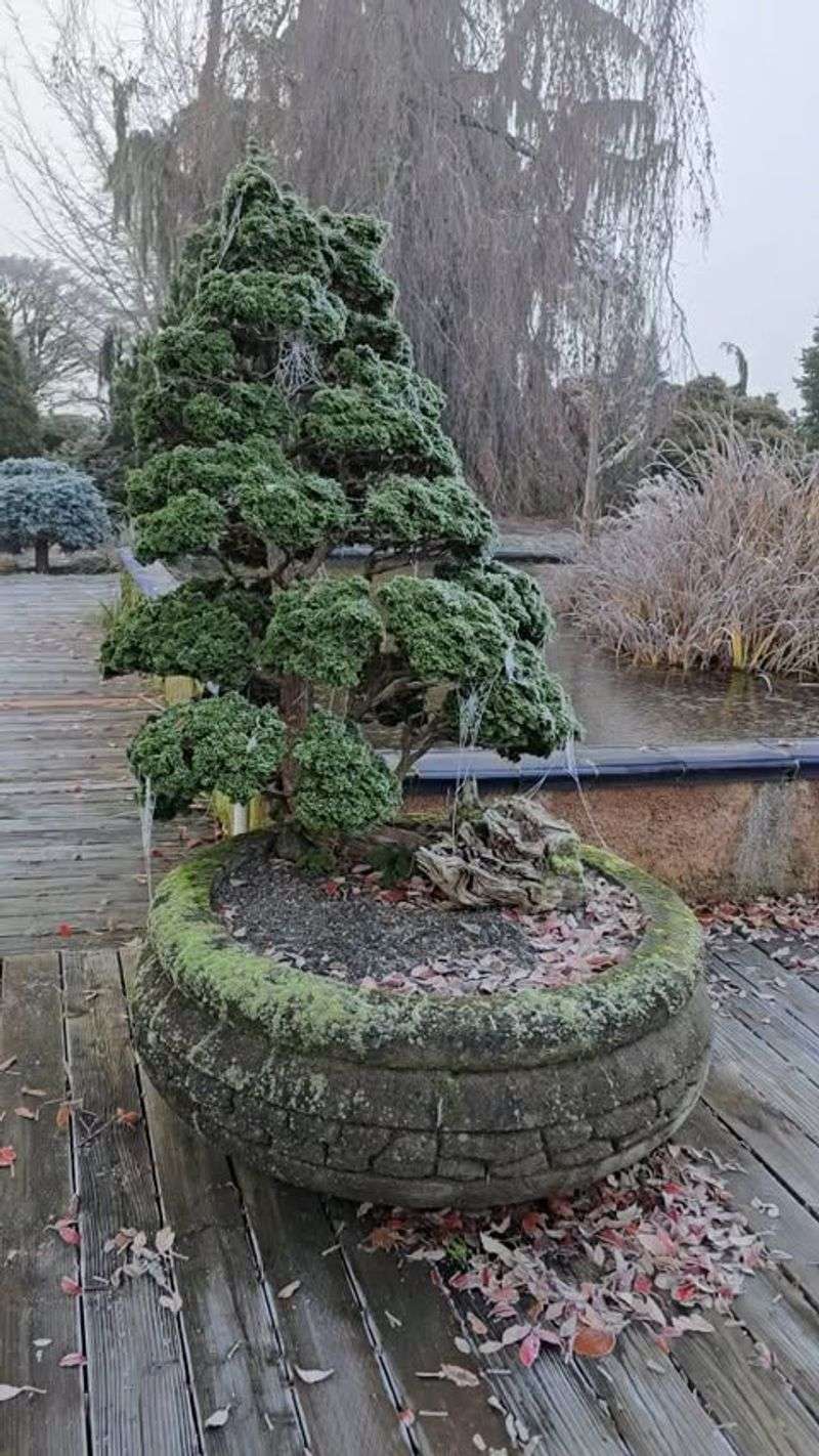 Dwarf Hinoki Cypress
