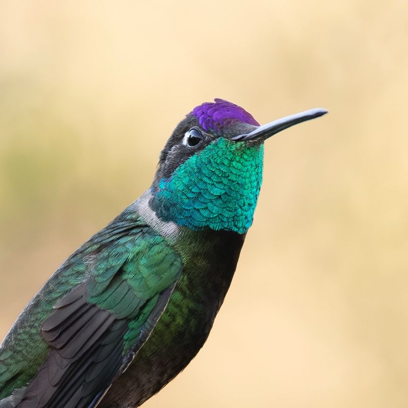 Rivoli's Hummingbird