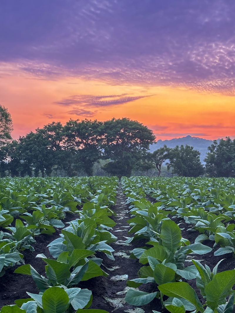 Tobacco
