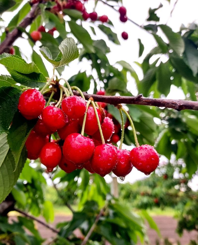 Cherries