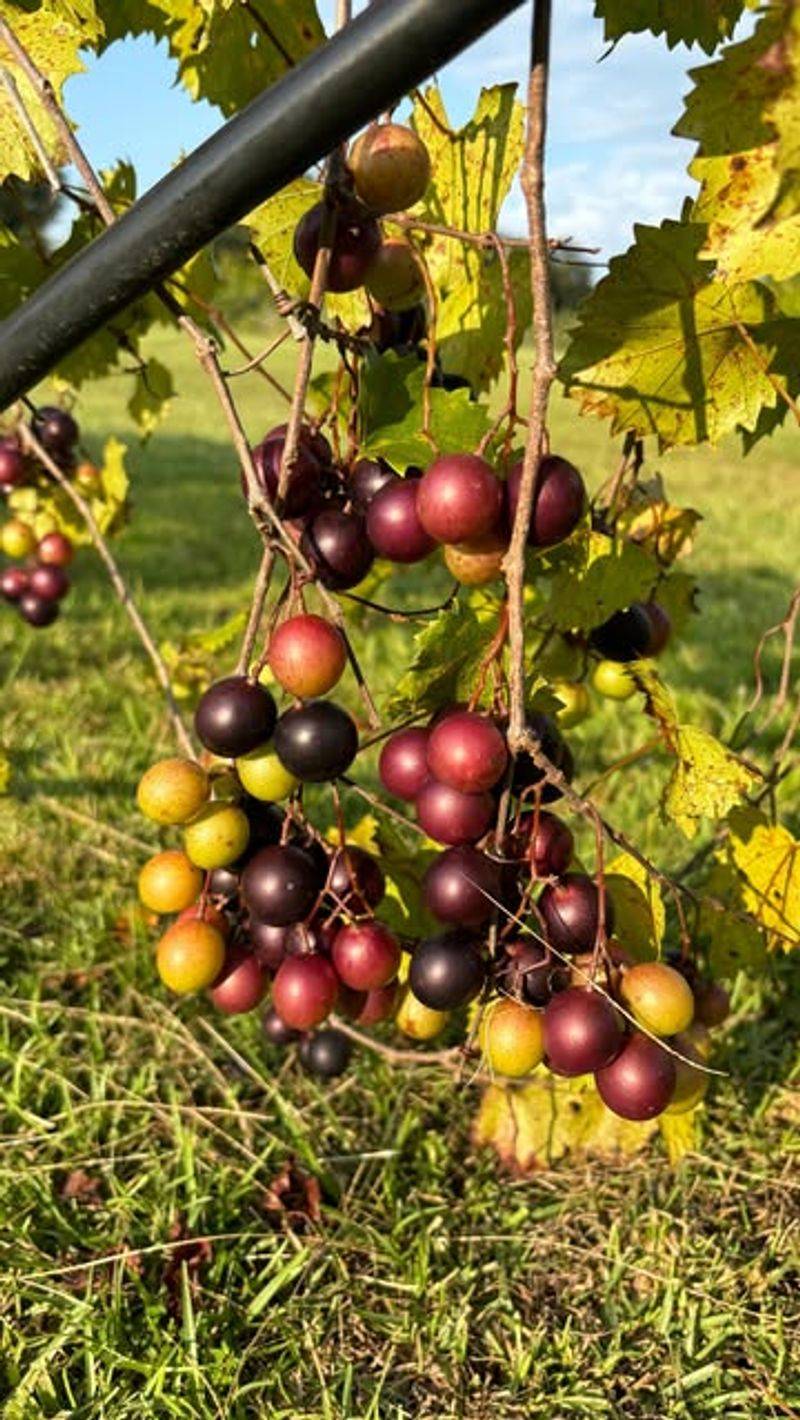 Muscadine Grapes: Southern Heritage Fruit