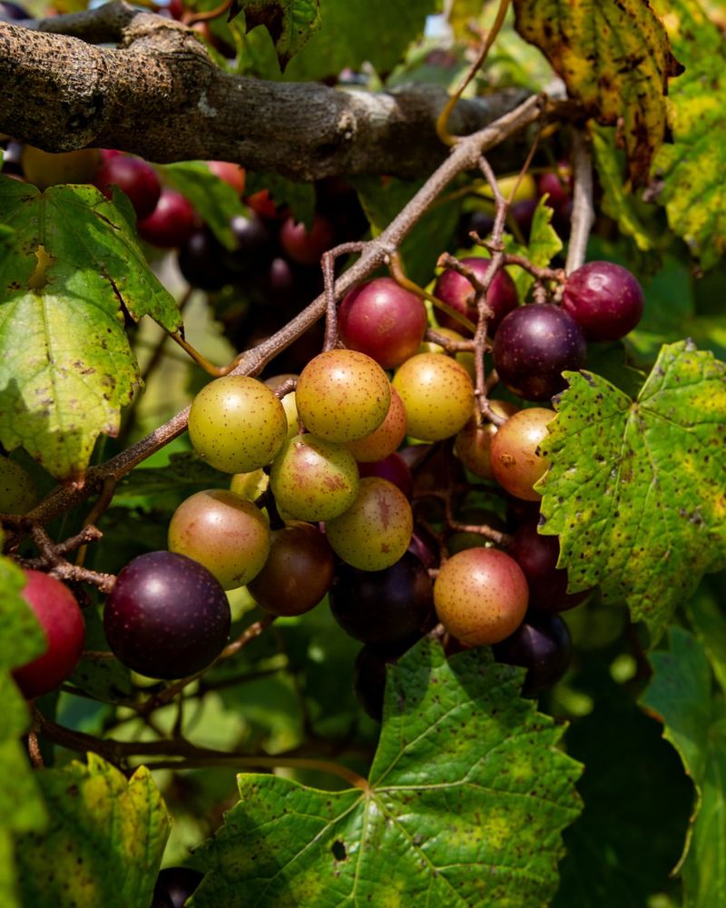Muscadines