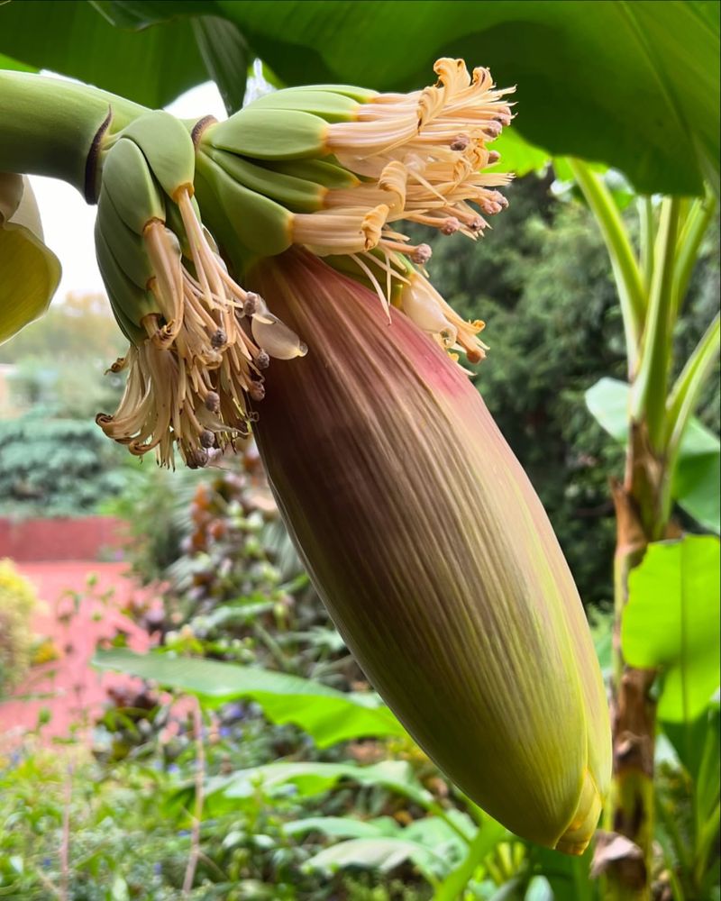 Banana Plants Promise More Than They Deliver