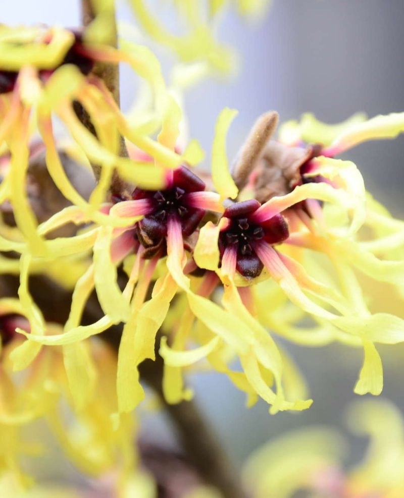 Witch Hazel's Golden Surprise