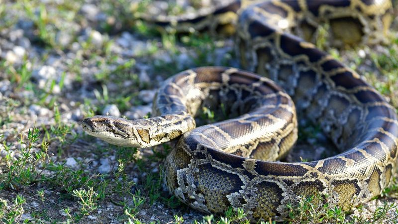 Burmese Python: Invasive Constrictor Threat