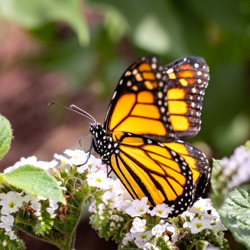 Monarch Butterfly