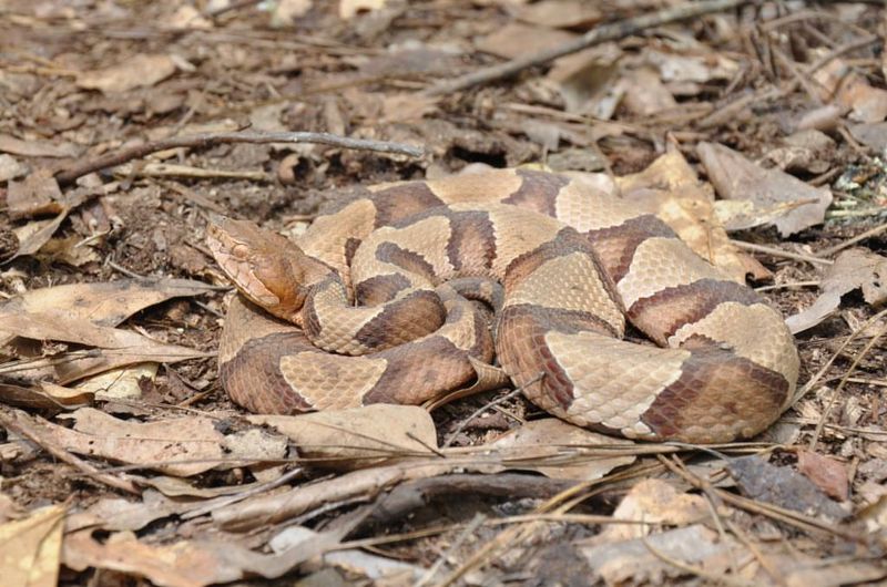 Copperheads: Camouflaged Danger