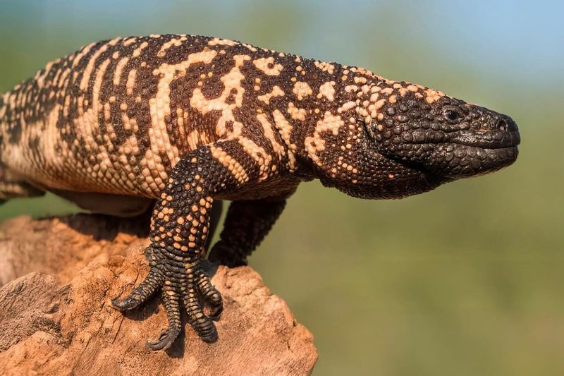 Gila Monsters: Venomous Desert Jewels