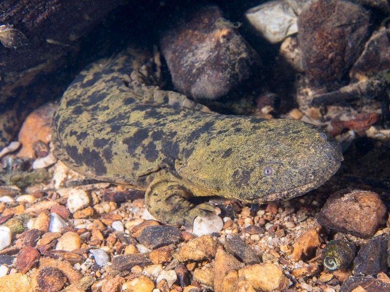 Eastern Hellbenders: Giant Salamanders In Crisis
