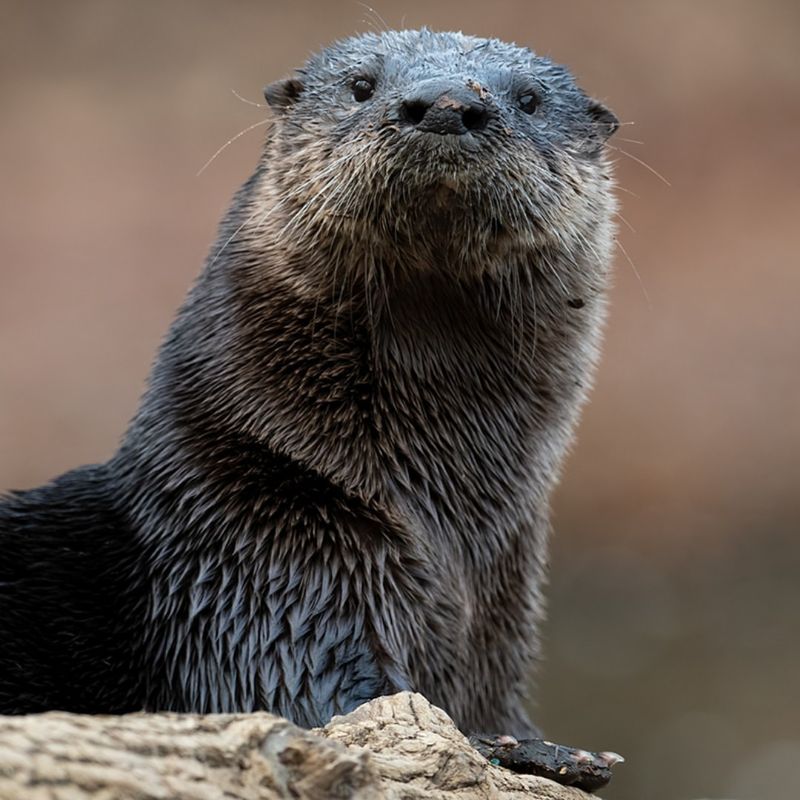 River Otters: Aquatic Commuters