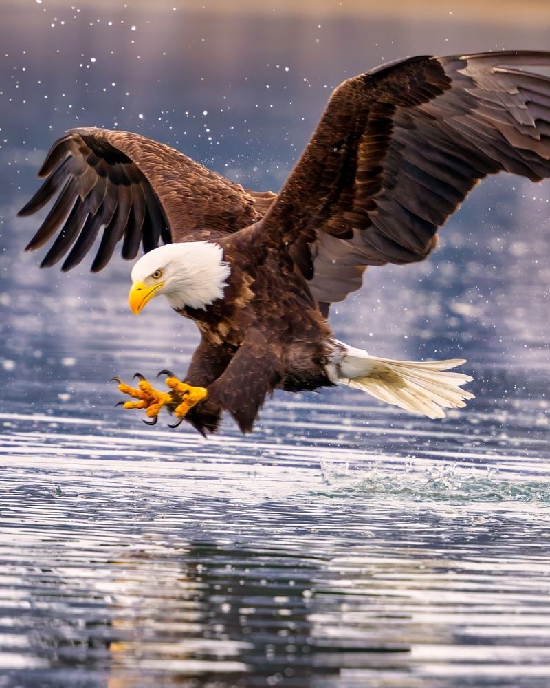 Bald Eagle