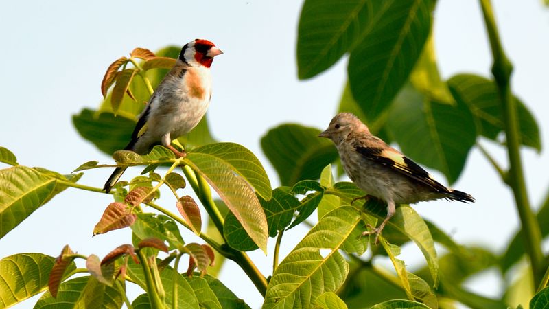 Attract Wildlife That Impresses Buyers