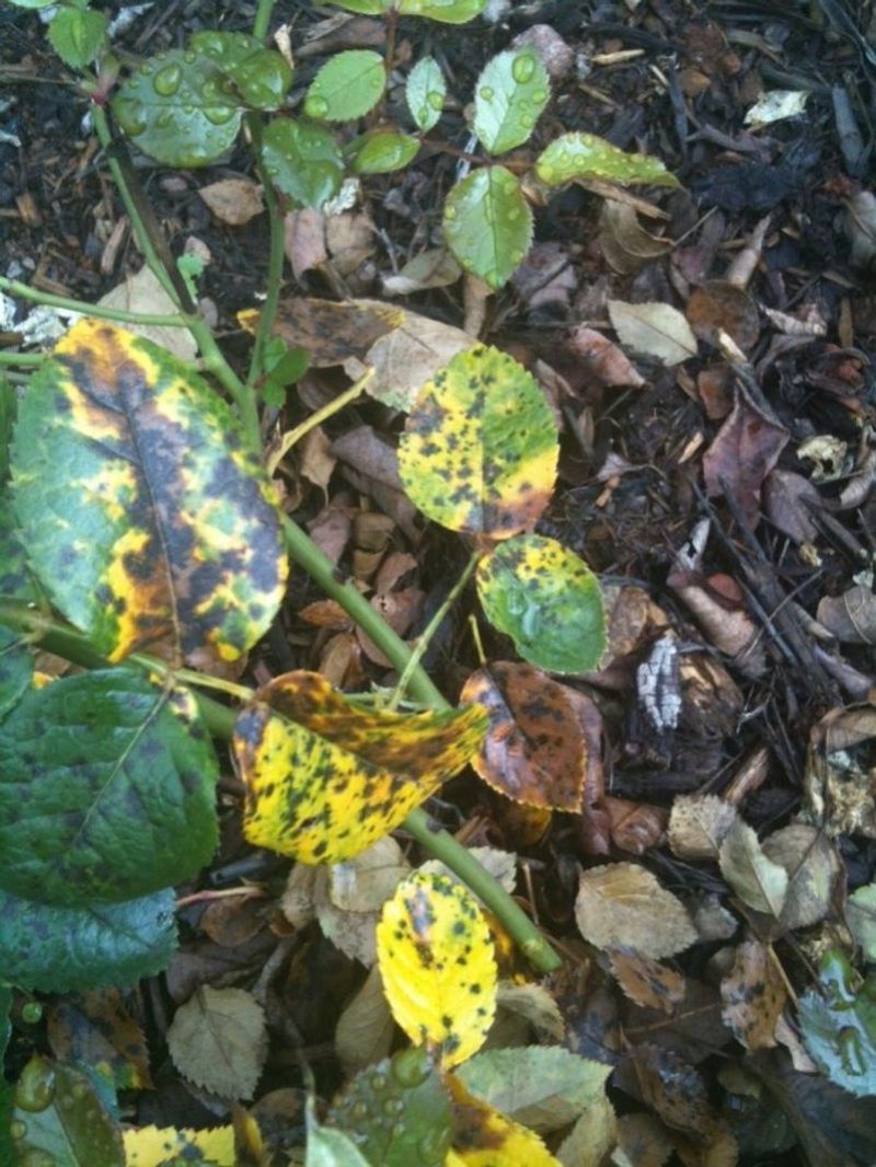 Prevents Black Spot Disease Spread