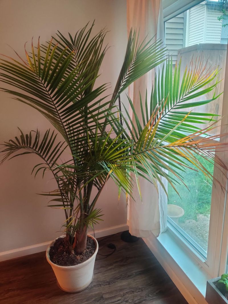 Majesty Palm