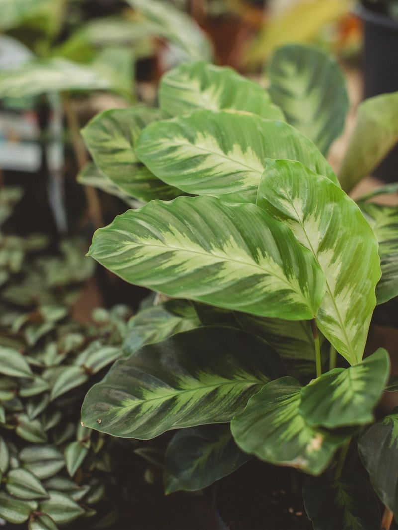Calathea's Fresh Start