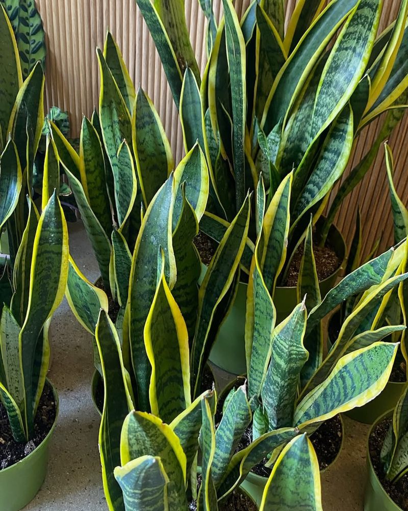 Snake Plant: Virtually Indestructible