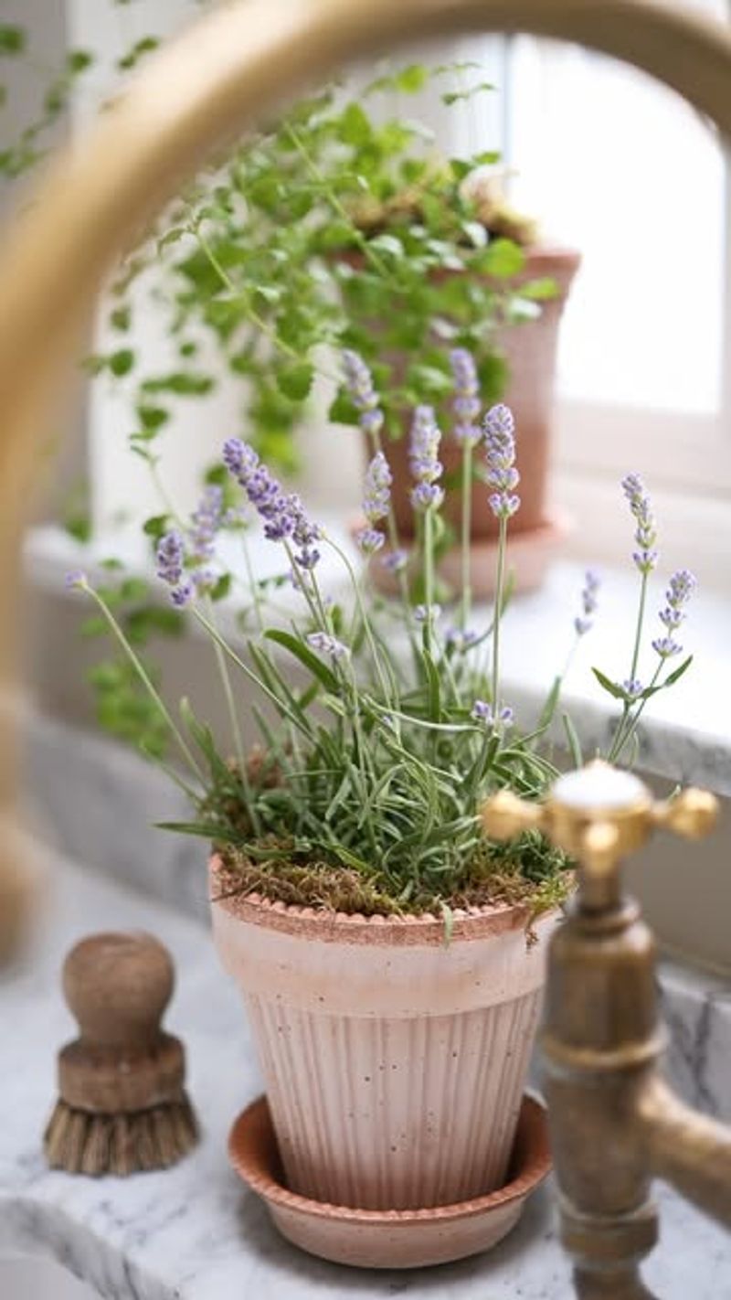 Lavender