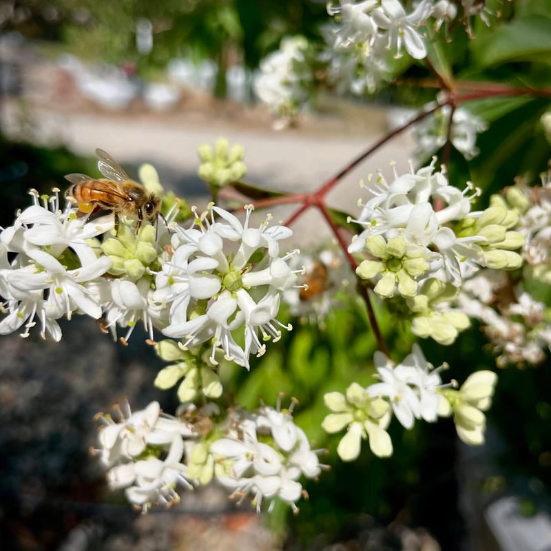 Seven-Son Flower