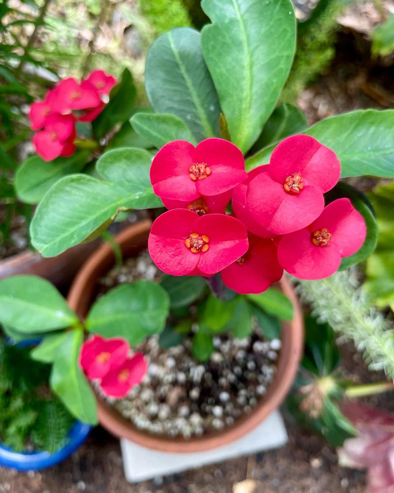 Crown of Thorns