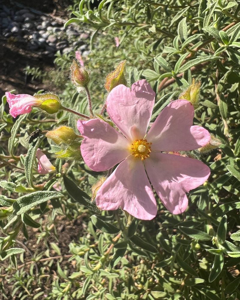 Rockrose