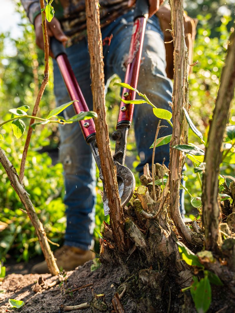 Berry Bushes Ready For Reset