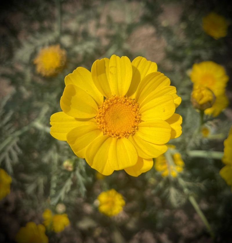 Desert Marigold