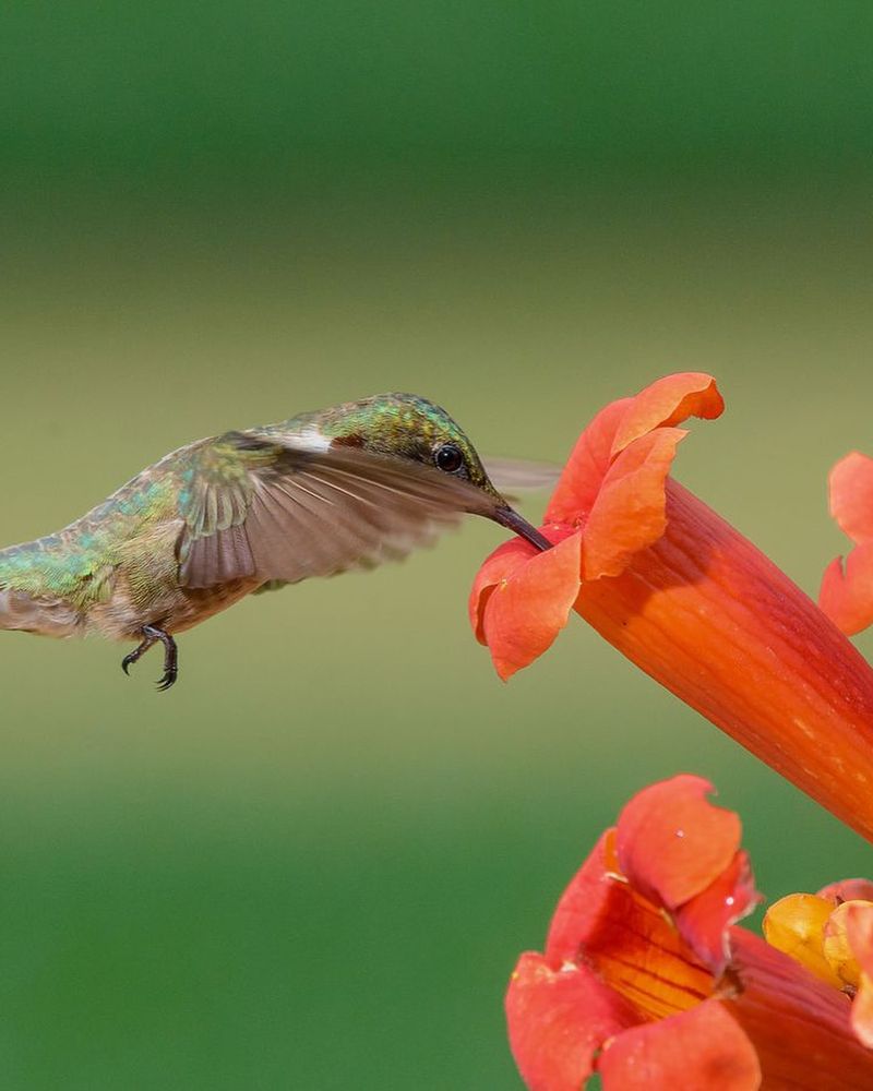 Hummingbirds Around Trumpet Vines
