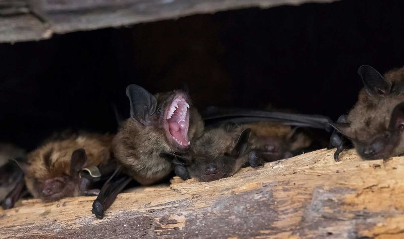 Bats Roosting Near Garden Structures