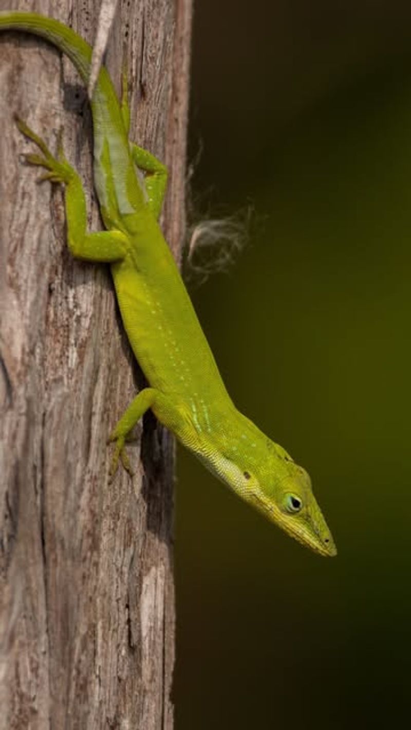 Green Anoles